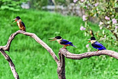 《怪物猎人：荒野》开发已经超过了5年 部分原因是大量新玩家涌入